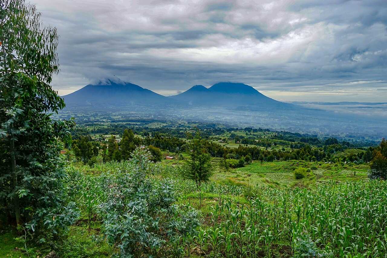 5-Days Luxury Mountain Gorillas & Golden Monkey Trekking Tour